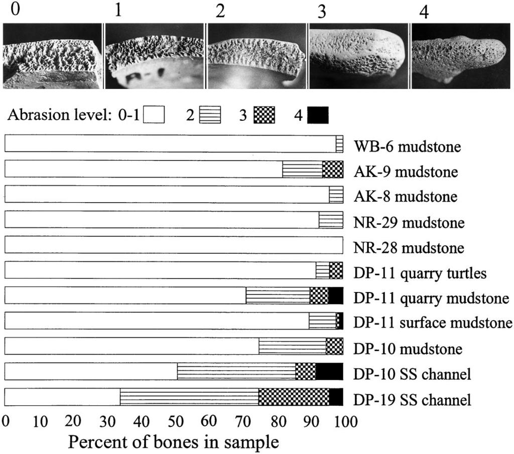 L.R. Brand et al. / Palaeogeography, Palaeoclimatology, Palaeoecology 162 (2000) 171 189 181 Fig. 4. Upper: standards for evaluating abrasion of turtle bone, representing abrasion levels 0 to 4.