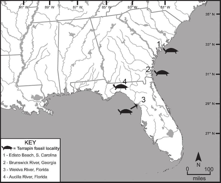 352 D. J. EHRET AND B. K. ATKINSON FIG. 1. Geographic map indicating Malaclemys terrapin fossil localities.