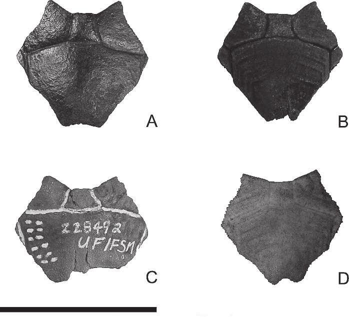concentric annuli, and scute sulci patterns. Two complete nuchal bones were recovered from the Aucilla River.
