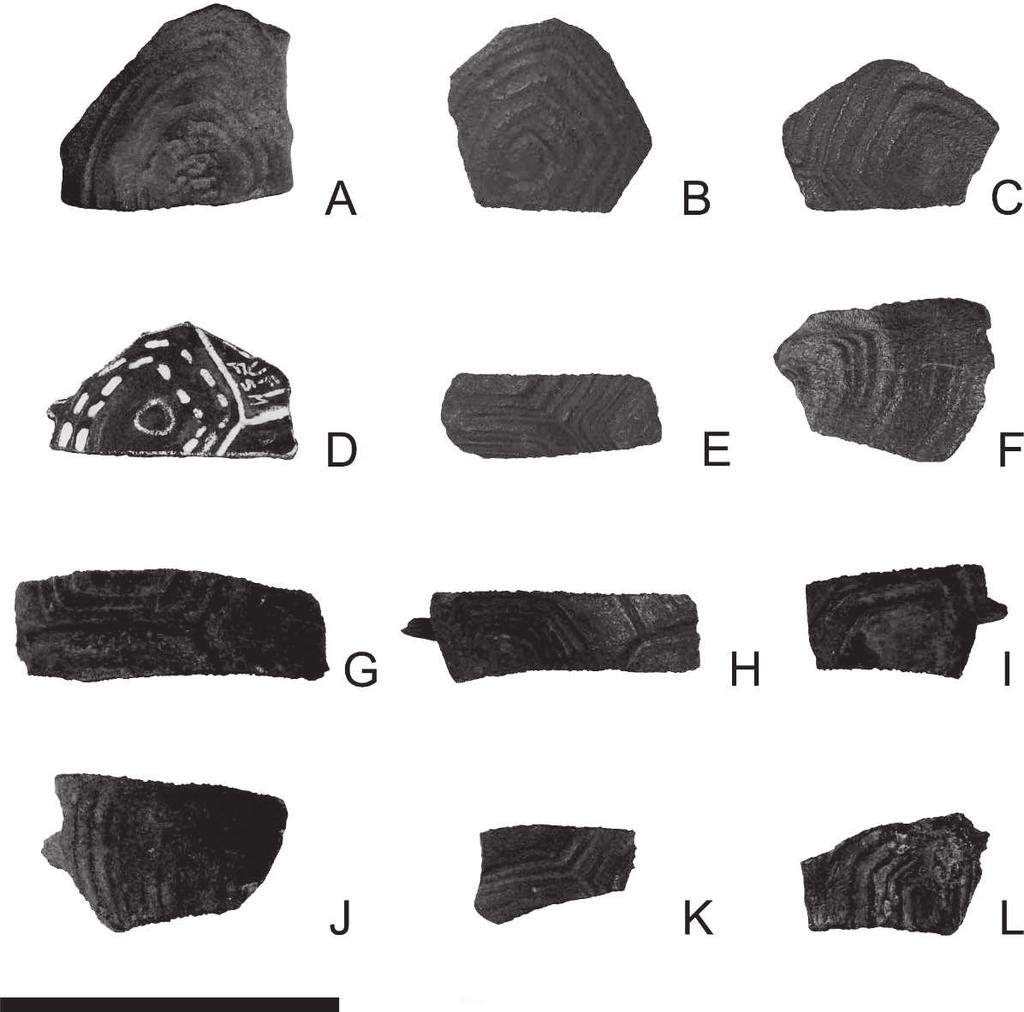 FOSSIL RECORD OF DIAMOND-BACKED TERRAPIN 35