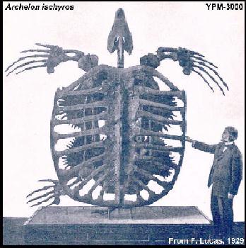 YPM 3000 Archelon ischyros collected by Dr.