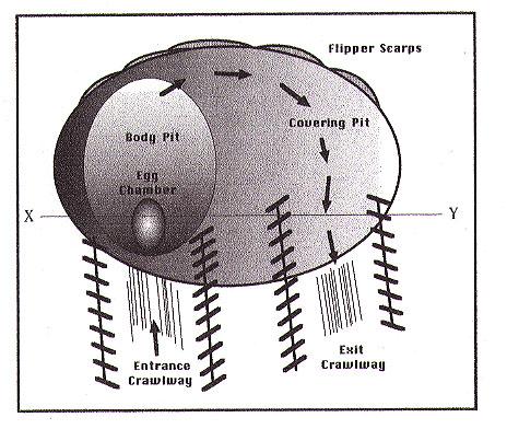 From Georgia Department of Natural Resources handout at Sea Turtle Cooperator's Meeting 4/29/04 Once the nesting sea turtle senses a change in temperature from cool to warm as she passes from