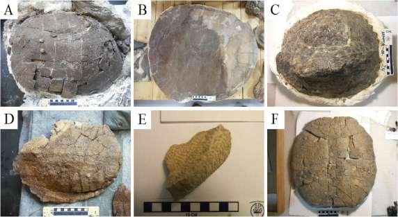 Utah. (Modified from Roberts et al., 2005) FIGURE 3.2 Photos of common Kaiparowits fossil turtles.