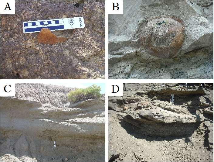 110 FIGURE 3.3 Examples of some lithofacies associations with in situ fossil turtle remains. (A) Intraformational Conglomerate (FA1) with a turtle plastron fragment.