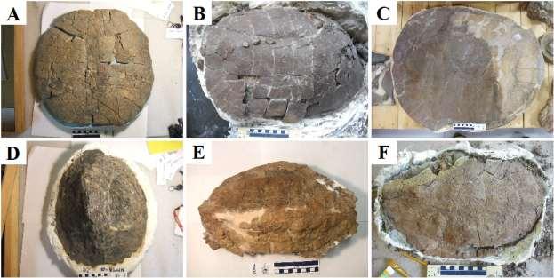 150 FIGURES AND TABLES Figure 4.1. Fossil turtle shells from the Kaiparowits Formation.