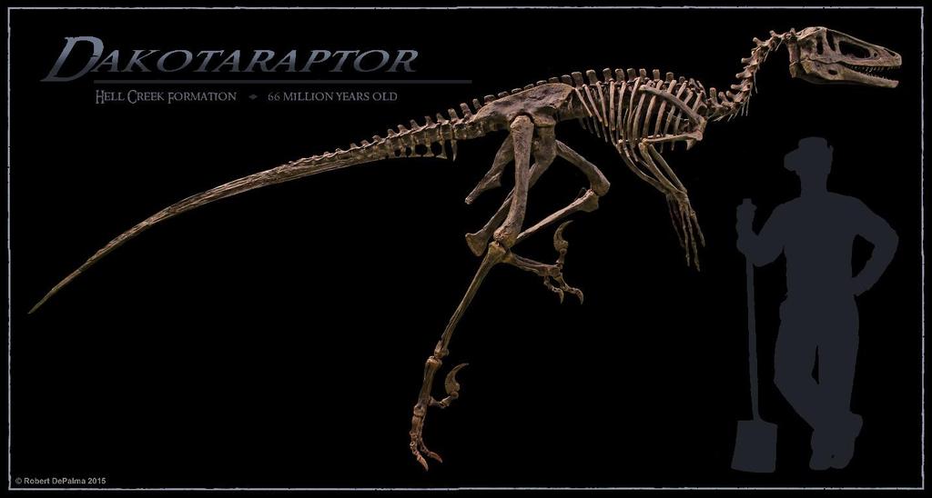 Dakotaraptor steini The scourge of the Cretaceous, Dakotaraptor was recently named based on a