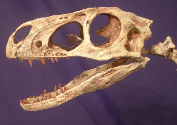 The tiny arms and robustly built skull both resemble those of the Late