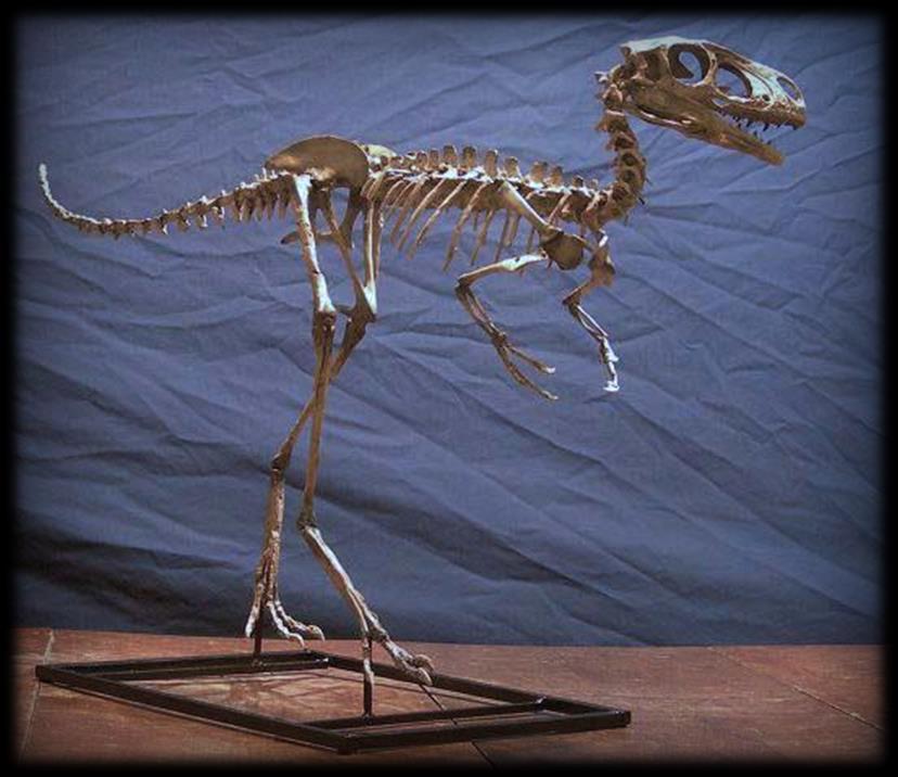 This is a perfect specimen for a comparative display on tyrannosaurids.