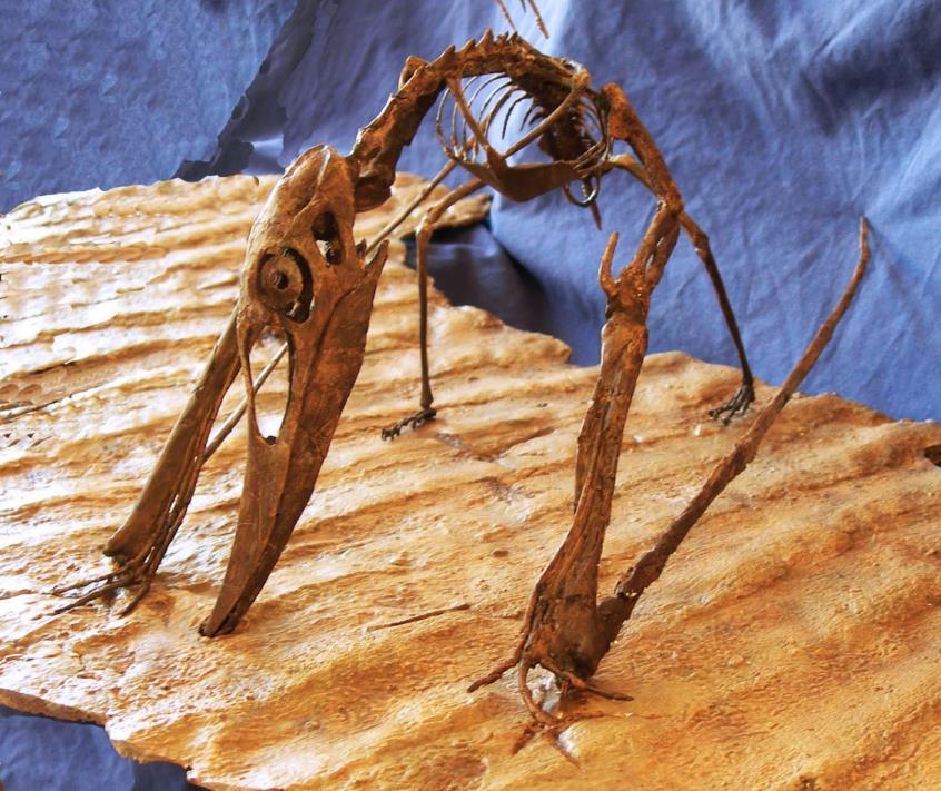 North American pterosaur remains are very rare