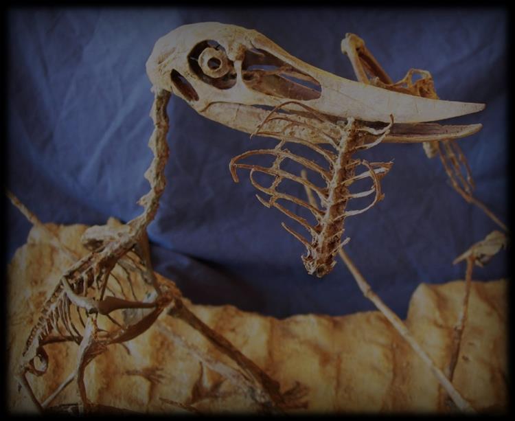 pterosaur skeleton from the Hell Creek.
