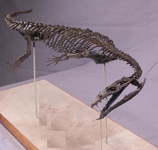 Nothosaurus sp.