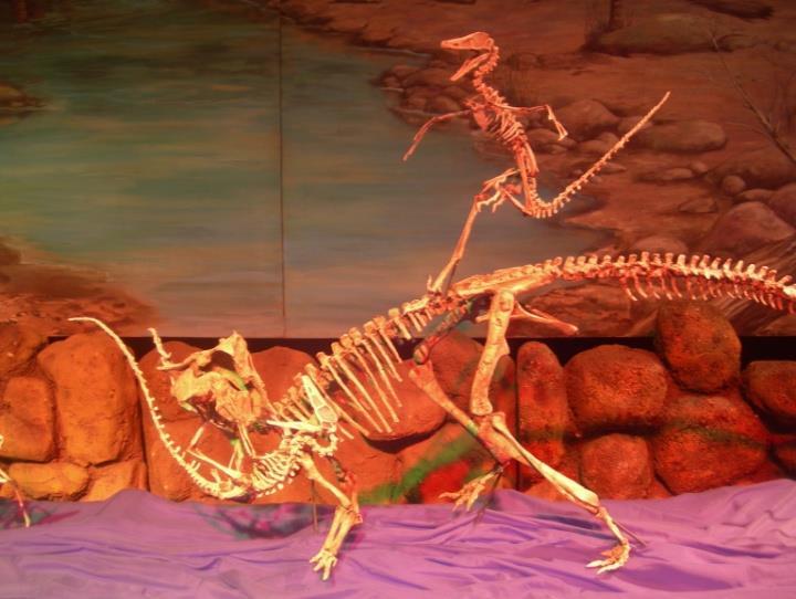 sibiricus ever discovered. Mounted skeleton: 7.