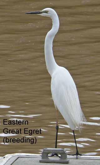 During courtship and breeding, Eastern Great Egrets develop long plumes on their back only.