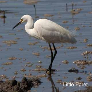 In breeding plumage, Little Egrets develop fine plumes on both back and front, as well as two