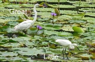 Although they do not differ significantly from Intermediate Egrets in length, they are lightly