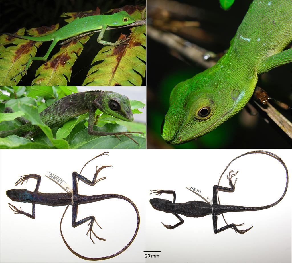 FIGURE 3. Upper left and right and middle left: Bronchocela rayaensis sp. nov. from Pulau Langkawi, Kedah, Peninsular Malaysia.