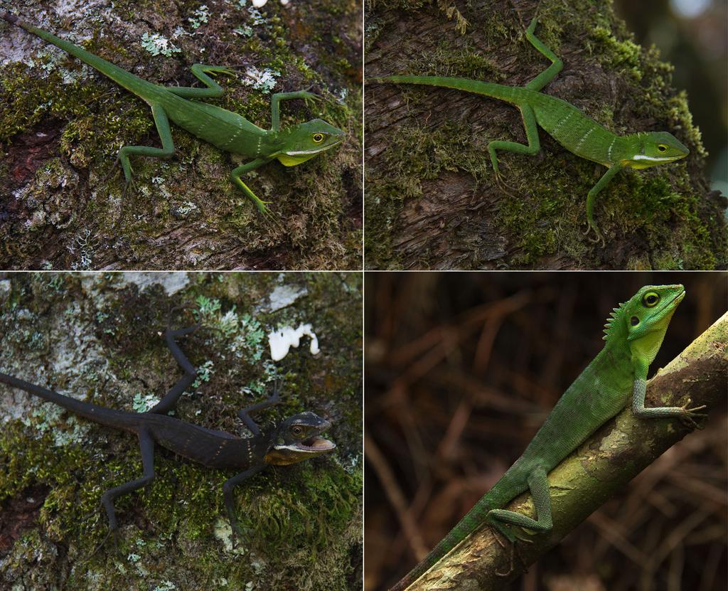 FIGURE 6. Upper and lower left and upper right: Bronchocela shenlong sp. nov. from Parit Falls, Cameron Highlands, Pahang, Peninsular Malaysia.
