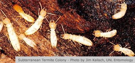 Termites Infraorder Isoptera Fig. 6 Image courtesy of Department of Entomology, University of Nebraska-Lincoln Description: Around 0.25 inches in length.