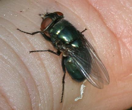 Pest Flies Blow Flies Black Blow Fly, Phormia regina Fig.