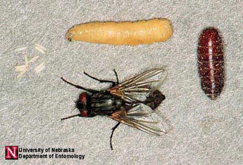 House fly, Musca domestica Fig. 13 Photograph by Jim Kalisch, University of Nebraska-Lincoln. Description: 1/4 inch in length. These are the most well known of pest flies.