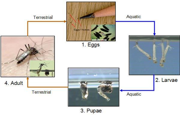 Fig. 19 from Life Cycle of the Mosquito. pic from http://www.cdc.gov/dengue/entomologyecology/m_lifecycle.html Description: Vary in size up to around 0.5 inches.