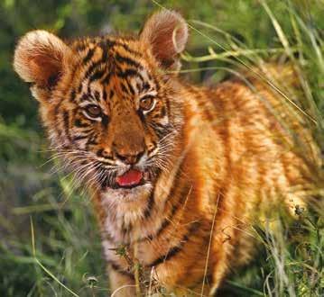 Three of the nine tiger subspecies are already extinct and there are more tigers in captivity in the USA than there are in the wild.