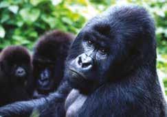 Mountain gorilla Habitat: Mountain forests of central Africa.