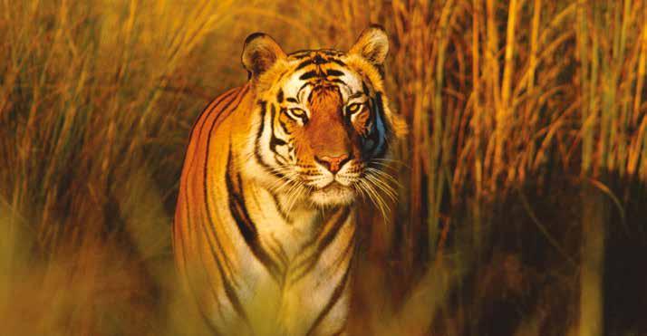 naturepl.com / Francois Savigny / WWF Resource sheet: Meet the Bengal tiger! Population: Fewer than 2,650 Bengal tigers left in the wild. About 2,200 of them are found in India.