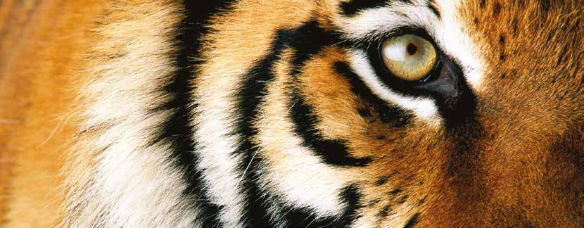 National Geographic Stock / Michael Nichols / WWF Tiger haiku Overview Poetry is an excellent way for pupils to express themselves, synthesize information they have learned and use language in a