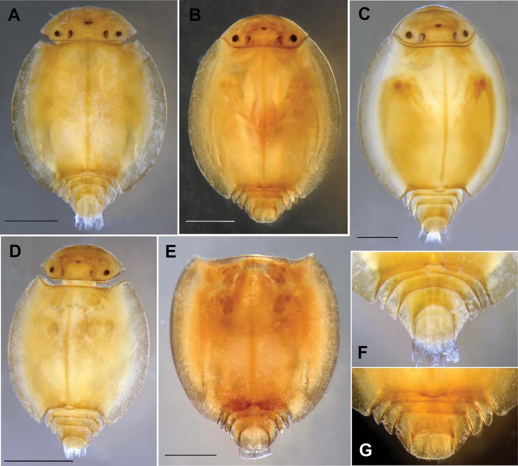Description Prosopistoma helenae sp. n. Larva. Notal shield (carapace) length along median suture 2.5 mm and total length of body 4.0 mm. Carapace wider than long, width 1.2 1.
