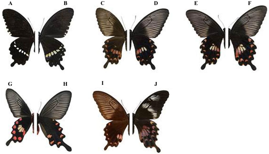 Figure 1. (A) A Papilio polytes male and (B) a P. polytes f. cyrus non-mimetic female, with basically the same wing colour pattern. (C F) P. polytes f. polytes resembles (G) Pachliopta aristolochiae.