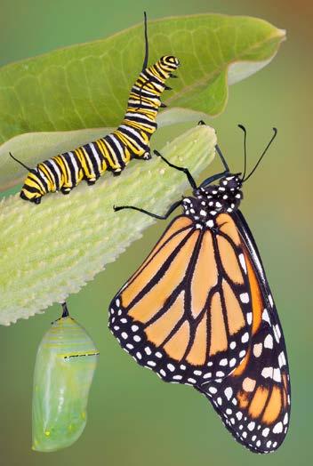 The Butterfly Life Cycle butterfly life cycle mate Words to Know pupa scales stages Photo Credits: Front cover, back cover: Kevin Knight/Alamy; title page: istock/cathy Keifer; page 3 (main): Roberta
