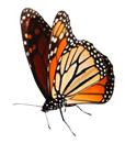 Do You Know? Monarch caterpillars only eat the leaves of the milkweed plant. The caterpillar puts down sticky silk.