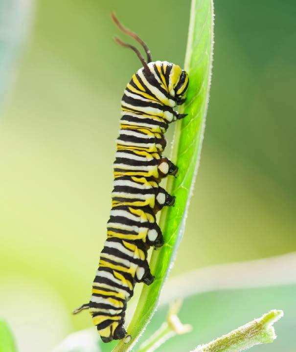 The caterpillar s bright black and yellow colors warn animals that they will get sick if they eat it.