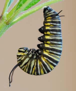 The caterpillar s skin splits down its back like a zipper!