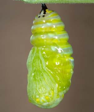 animals. This green skin hardens around the caterpillar.