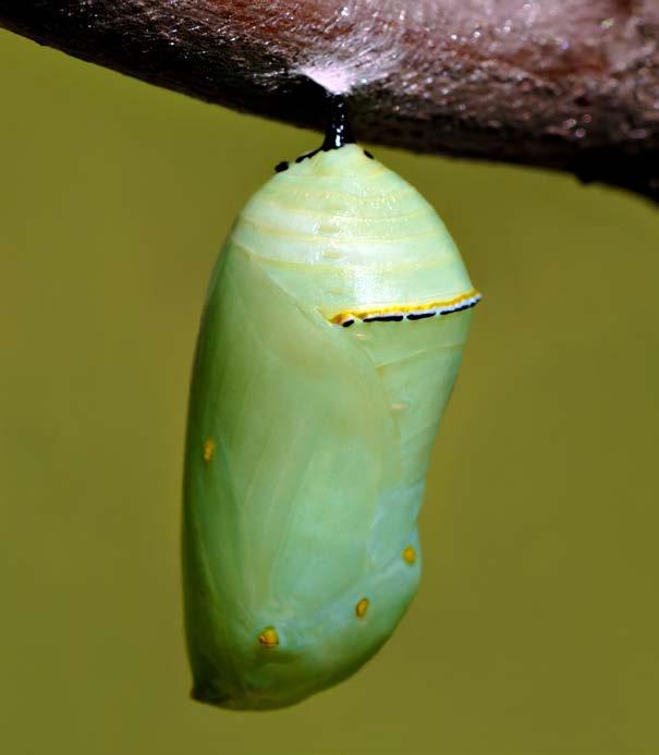 inside. The caterpillar becomes a pupa.