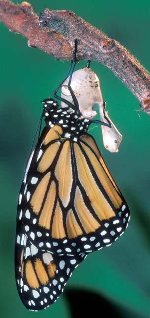 Most monarch butterfly wings are about 4 inches (10 cm) from tip to tip.