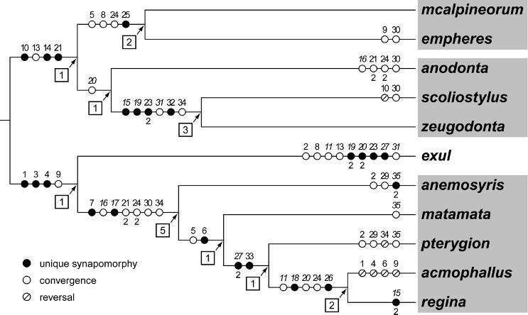 Contributions in Science, Number 512 Buck and Marshall: Revision of Inbiomyiidae & 3 Figure 2 Species-level phylogeny of Inbiomyia.