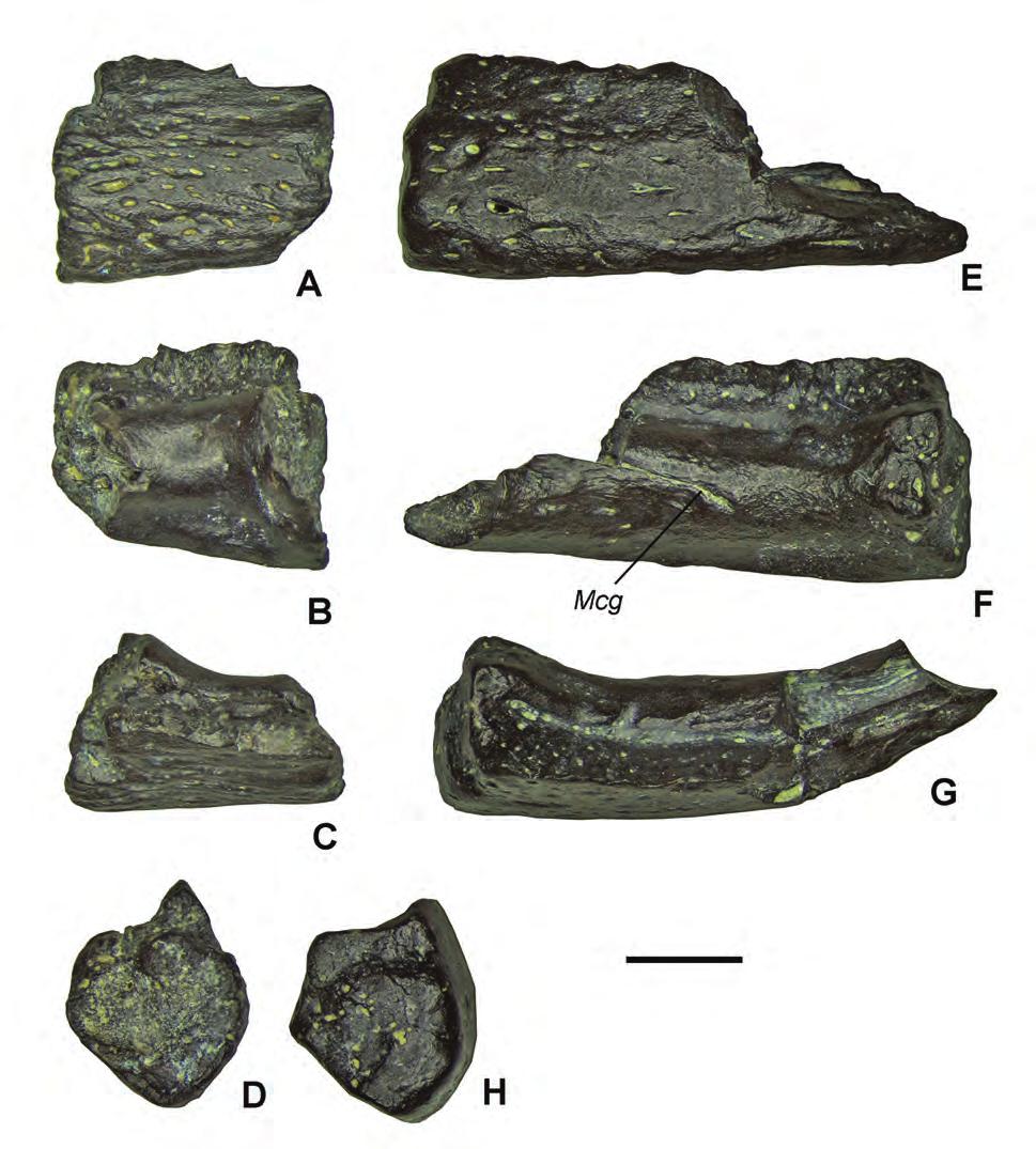 170 P.P. Skutschas and S.A. Krasnolutskii Fig. 1. Anterior fragments of left dentaries of Urupia monstrosa gen. et sp. nov.