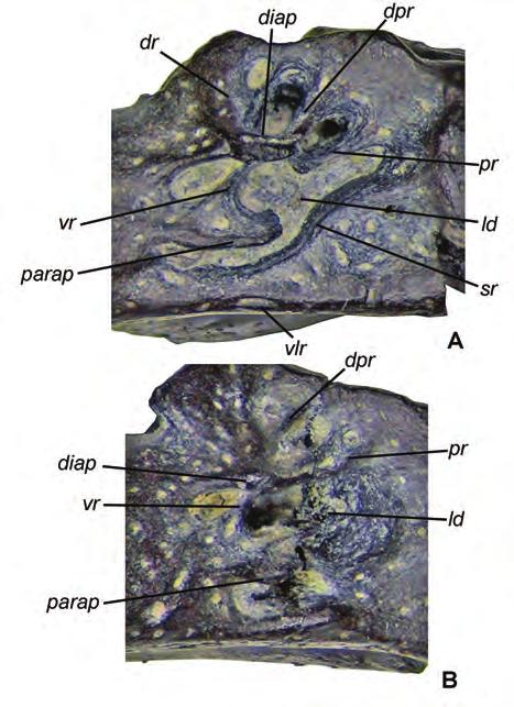 172 P.P. Skutschas and S.A. Krasnolutskii Fig. 3. ZIN PH 1/144, holotype, lateral surfaces of an incomplete atlas of Urupia monstrosa gen. et sp. nov.