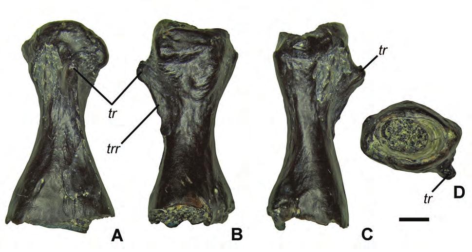174 P.P. Skutschas and S.A. Krasnolutskii Fig. 5. PM TGU 200/11, left femur of Urupia monstrosa gen. et sp. nov.