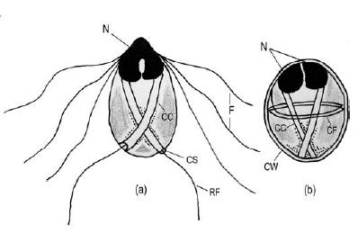 Morphology - Hexamita Trophozoite oval shaped,