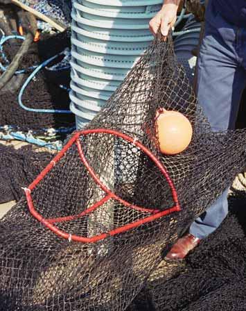 In Iran the testing of bycatch reduction devices has been ongoing for several years, and the Northern Australian Fisheries TED (NAFTED) and fisheye has proven to be an effective combination to reduce