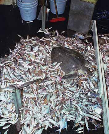 What is Bycatch? In its broadest sense, bycatch includes all nontarget animals and non-living material (debris) which are caught while fishing.