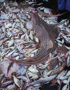 There are also calls to eliminate catches of other bycatch from shrimp trawling including sharks, stingrays, and sponges, as well as catches of endangered or protected species, such as turtles, sea