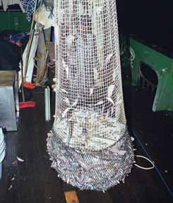 Can square-mesh codends help reduce bycatch? A codend constructed entirely from square-mesh netting can allow a substantial amount of small fish and other bycatch to escape.
