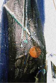 grid becomes blocked or if this method successfully clears the grid until the trawl is hauled. The application of this clearance technique therefore relies solely on the judgement of the fisherman.