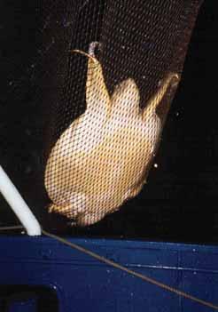 The TED will need to have a large escape opening so that this bycatch can be readily excluded from the trawl.