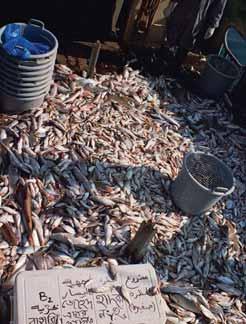There are several options to preventing bycatch from entering a trawl. The simplest is to avoid areas of high bycatch density. This is not always possible, particularly if shrimp catches are high.